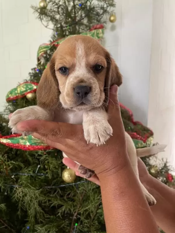 Q2,000 Perros en guatemala | cachorritos beagle de raza pura
