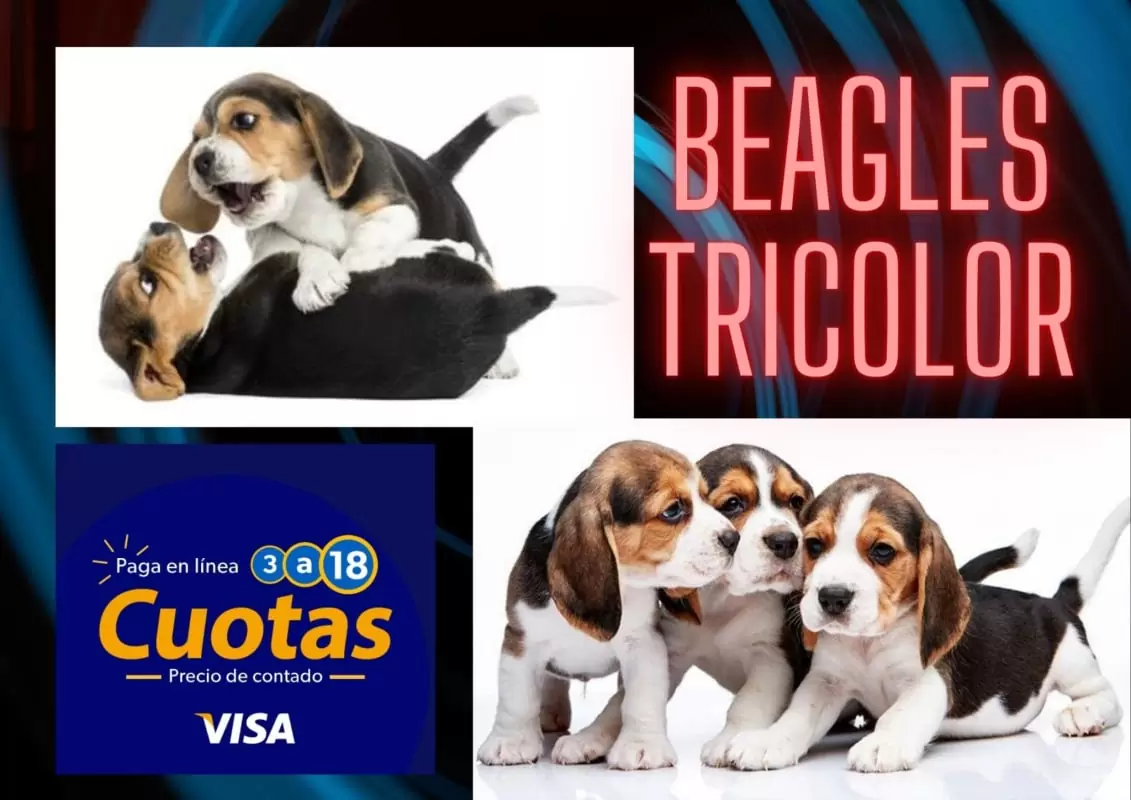 Q1,600 Perros en guatemala | beagles tricolor ¡visa cuotas!