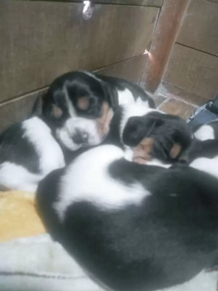 Q2,700 Perros en guatemala | hermosos beagles americanos raza pura papas pedigree a la vista